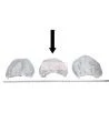 Bonnet jetable blanc 21 po.(100)