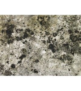 Nettoyant & détachant Advanced Peroxide Cleaner de Fiberlock Technologies contre les taches de moisissures. 2,5 gal US.