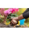 Main portant un pansement Nexcare Duo DSA-20-CA en jardinant