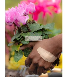 Hand wearing a Nexcare Duo DSA-8CP-CA bandage while gardening